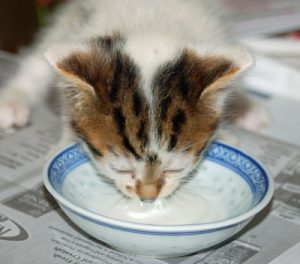 kitten-drinking-milk