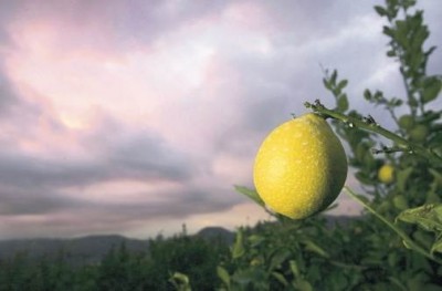lemon-Optimized