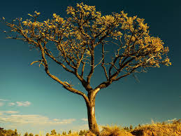 living tree