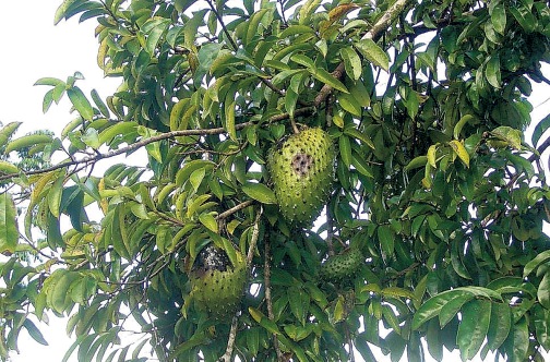 soursop